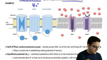 Ion Channels and Pumps