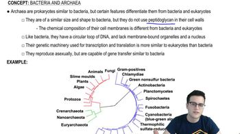 Prokaryotic Cell Structures 3