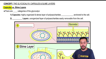 Capsules vs. Slime Layers