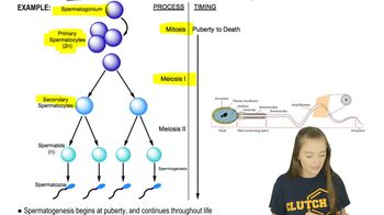 Spermatogenesis