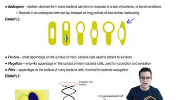 Prokaryotic Cell Structures 2