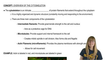 Cytoskeleton Overview