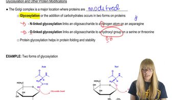 Golgi Protein Modifications