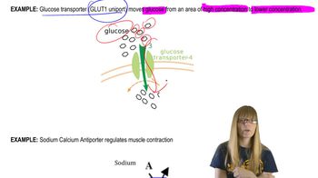 GLUT1 Transporter