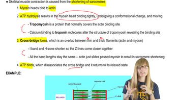 Contraction Steps