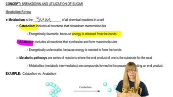 Metabolism Review