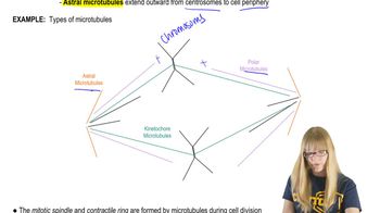 Microtubules and Cell Division