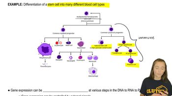 Gene Expression Control Basics