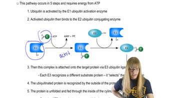 Ubiquitin Proteasome Pathway