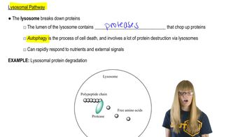 Lysosomal Pathway