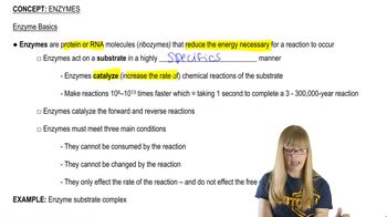 Enzyme Basics