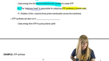 ATP Synthesis