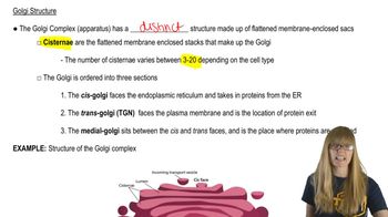 Golgi Structure