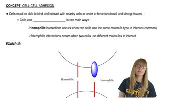 Cell-Cell Adhesion