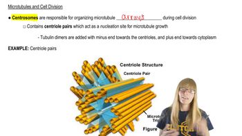 Microtubules and Cell Division