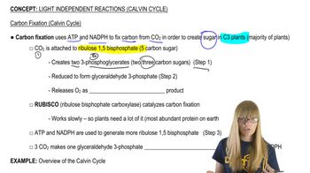 Calvin Cycle