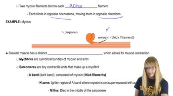 Skeletal Muscle Contractions