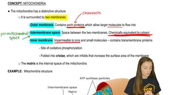 Mitochondria