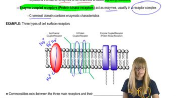 Cell Surface Receptors