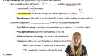 The Light Microscope