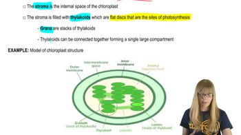 Chloroplast