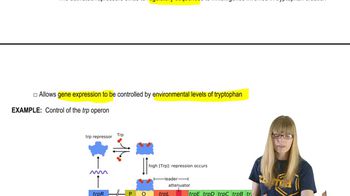 Transcriptional Operons