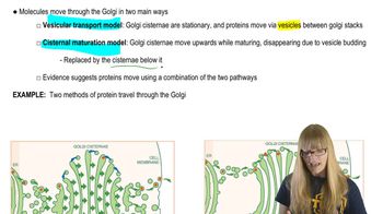 Golgi Protein Transport