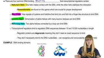 DNA Binding Motifs