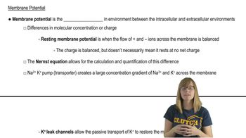 Membrane Potential