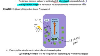 primary electron acceptor