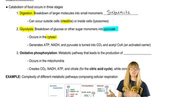 Catabolism Stages