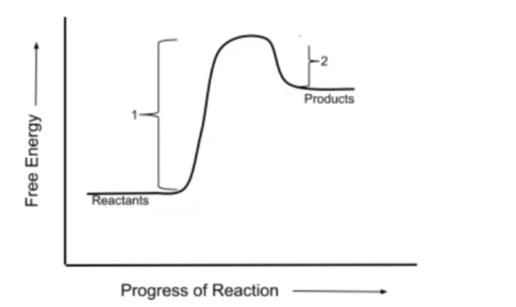 Energy diagram showing free energy changes in a chemical reaction, indicating exergonic or endergonic types.