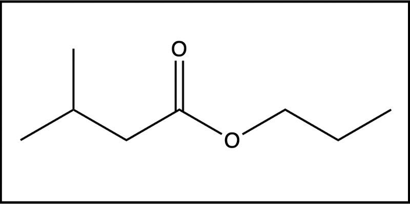 Another representation of isobutyl propionate, highlighting its ester structure.