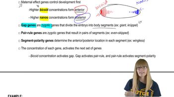 Segmentation Genes