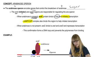 Arabinose Operon