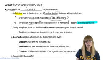 Drosophilia Development