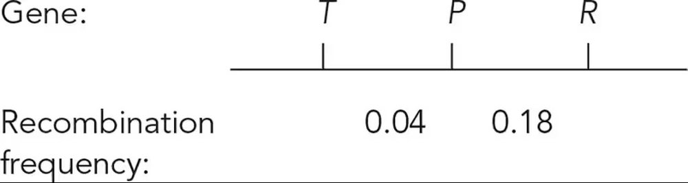 Gene arrangement and recombination frequencies for tall, smooth, and round traits in tomatoes: T 0.04, P 0.18, R.