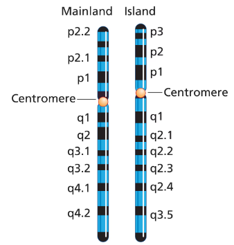 Comparison of chromosome banding patterns between mainland and island deer populations, highlighting differences in hybrid viability.