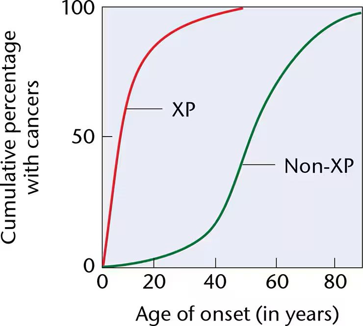 Graph showing earlier and higher cumulative skin cancer onset in XP patients versus later onset in non-XP individuals.