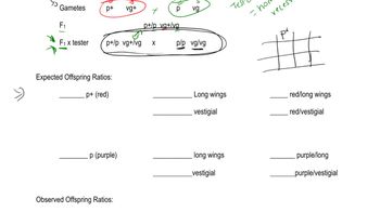 Morgan's Studies of Crossing Over