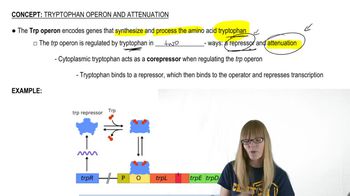 Trp Repressor