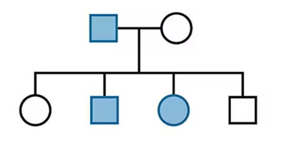Pedigree chart showing affected and unaffected family members across two generations with a trait highlighted in blue.