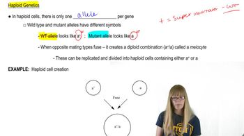 Haploid Genetics