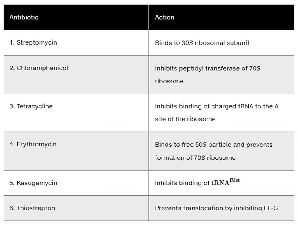 Table listing six antibiotics and their actions inhibiting bacterial protein synthesis at various translation stages.