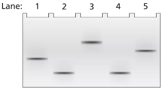 Gel electrophoresis image showing DNA bands in five lanes, indicating binding of TFIIB and TFIID to a 3.5-kb fragment.
