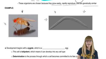 Genetics of Development