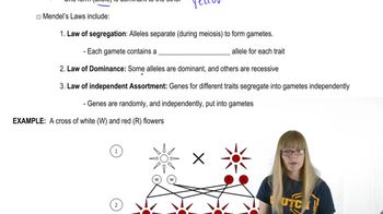 Mendel's Laws