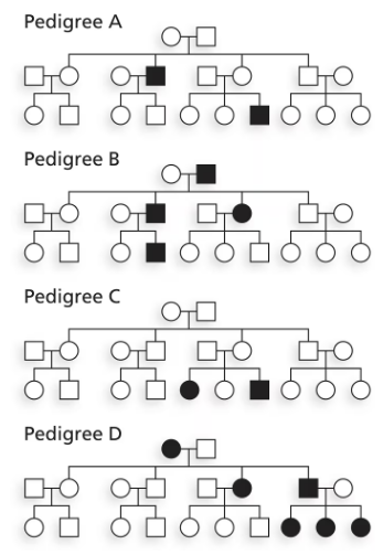 Four pedigrees illustrating inheritance patterns, showing individuals with filled and unfilled symbols for genetic traits.