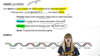 Lac Operon Overview