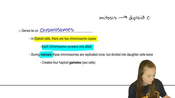 Diploid Genetics